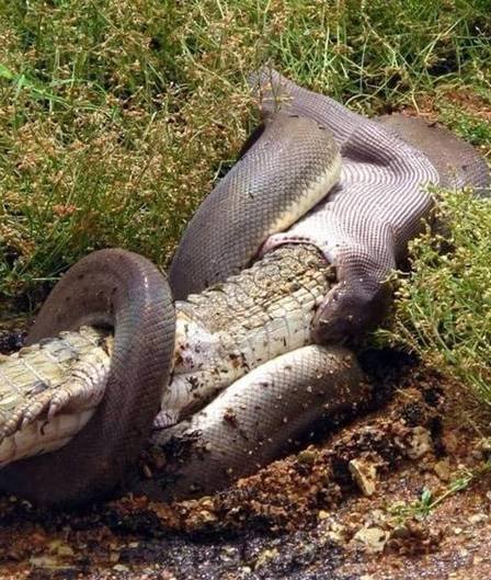 Píton engole crocodilo inteiro na Austrália 12 Píton engole crocodilo inteiro na Austrália