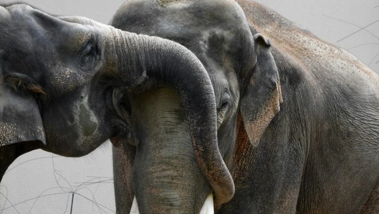 Zoo de Munique se une à semana do Orgulho Gay