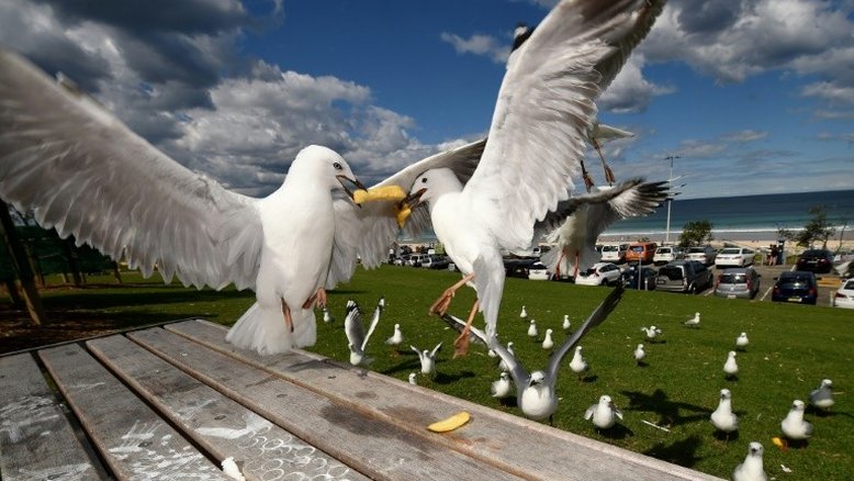 Gaivotas australianas são portadoras de bactérias que podem infectar humanos