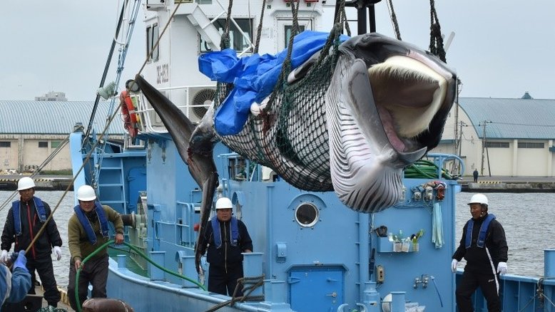 Japão retoma caça comercial de baleias após mais de 30 anos