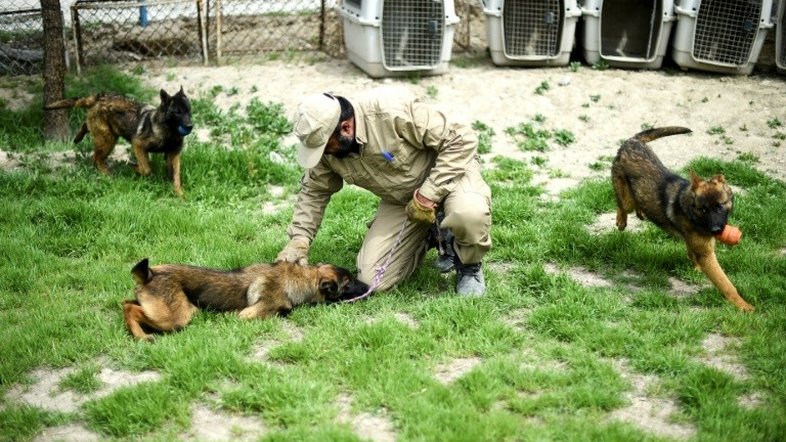 O melhor amigo do homem no Afeganistão é o cão que rastreia explosivos
