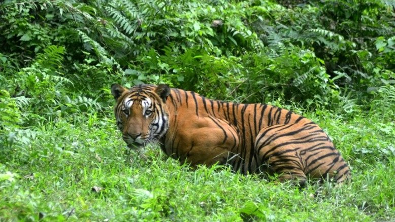 População de tigres selvagens cresceu 30% em quatro anos na Índia