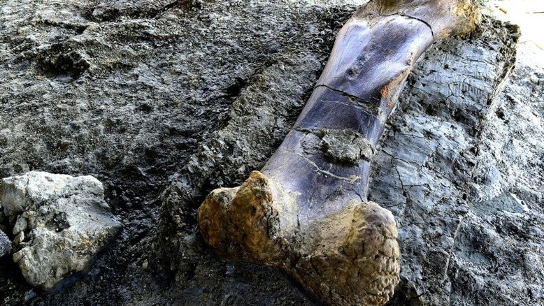 Paleontólogos encontram mais um osso em santuário de dinossauros na França