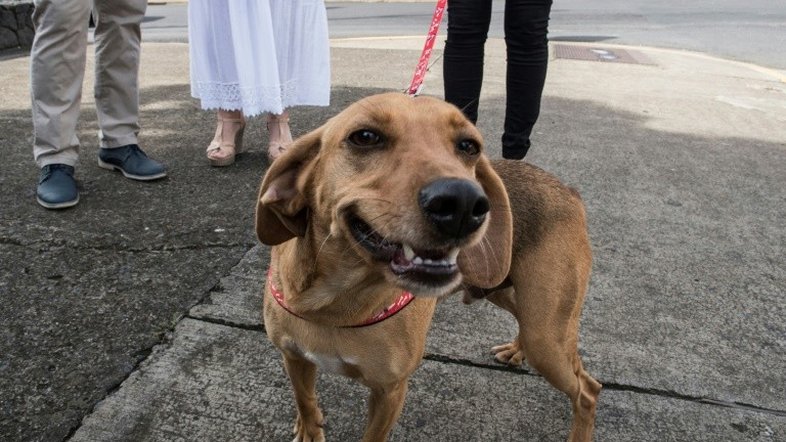 Cachorro comparece a julgamento como vítima de maus-tratos na Costa Rica