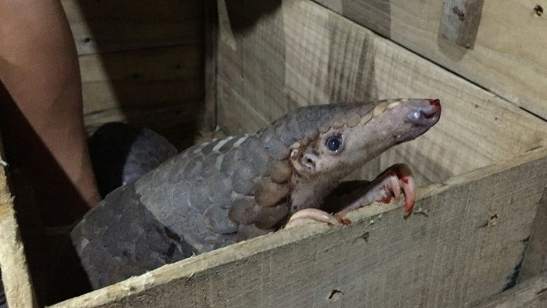 Dezenas de pangolis são achados em um ônibus no Vietnã