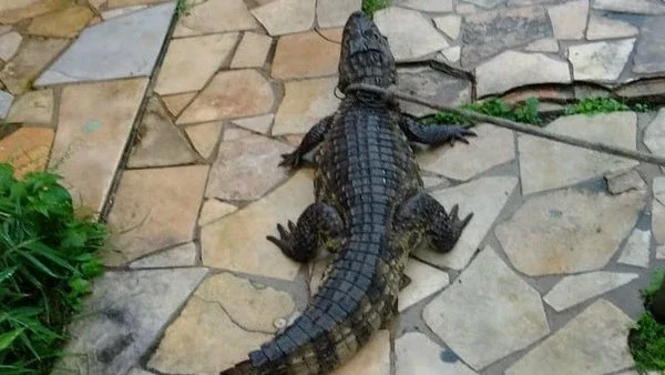 Reprodução/WhatsApp