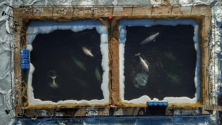 Últimas orcas amontoadas em tanques na Rússia são libertadas