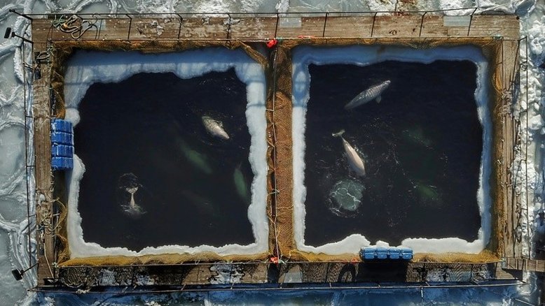 Últimas orcas amontoadas em tanques na Rússia são libertadas