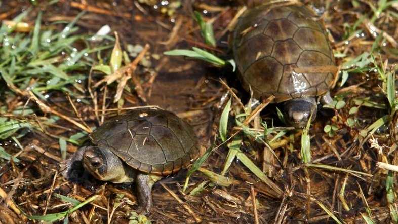 Embriões de tartaruga ajudam a determinar seu próprio sexo