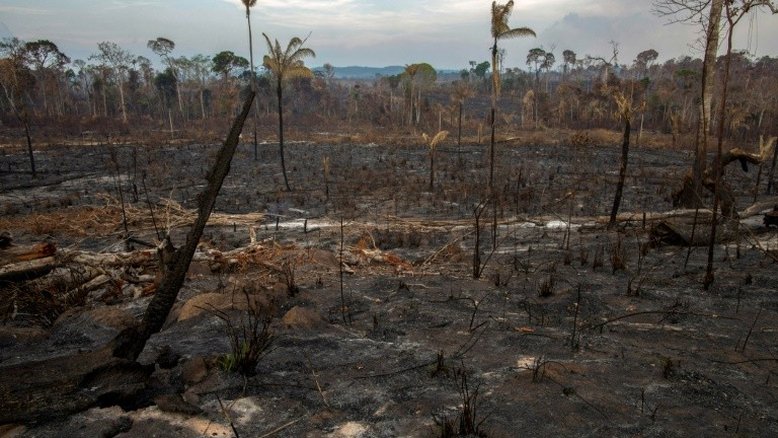 Vegetação da Amazônia, um sistema único encurralado pelas chamas
