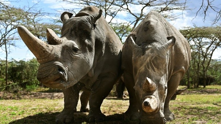 Cientistas tentam salvar rinoceronte-branco do norte da extinção
