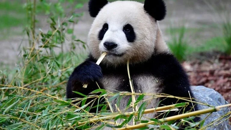 Panda do zoológico de Berlim espera filhote
