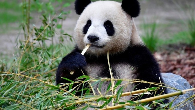 Panda do zoológico de Berlim espera filhote