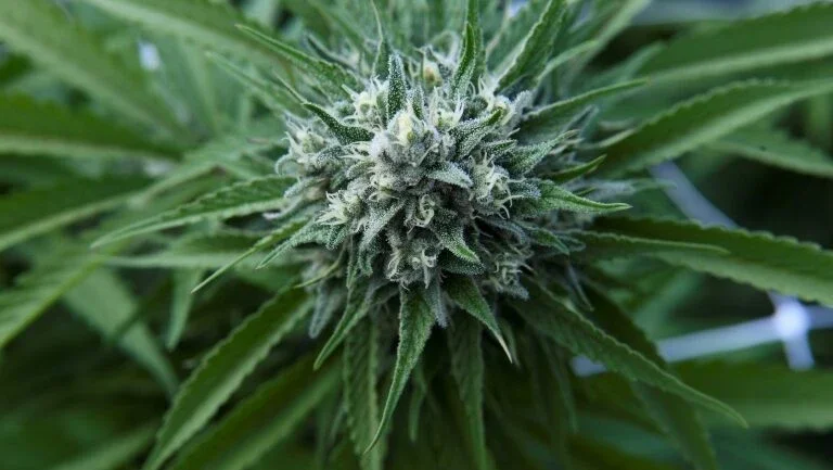 Legalização da maconha reduz mortes por opioides em 20%
