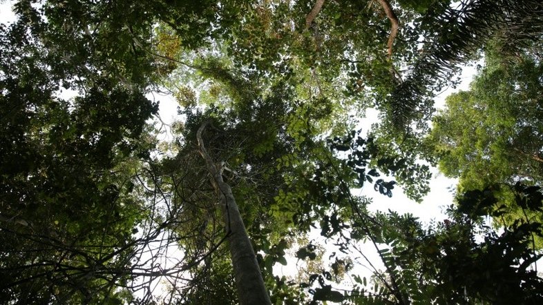 Desmatamento na Amazônia: Guiana Francesa é ameaçada por garimpo ilegal