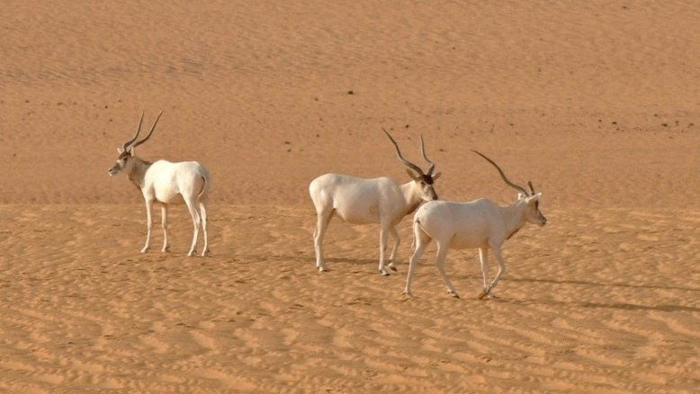 Maior reserva natural da África está ameaçada por petroleira chinesa