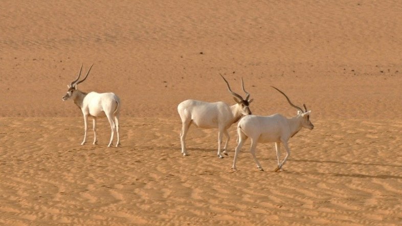Maior reserva natural da África está ameaçada por petroleira chinesa