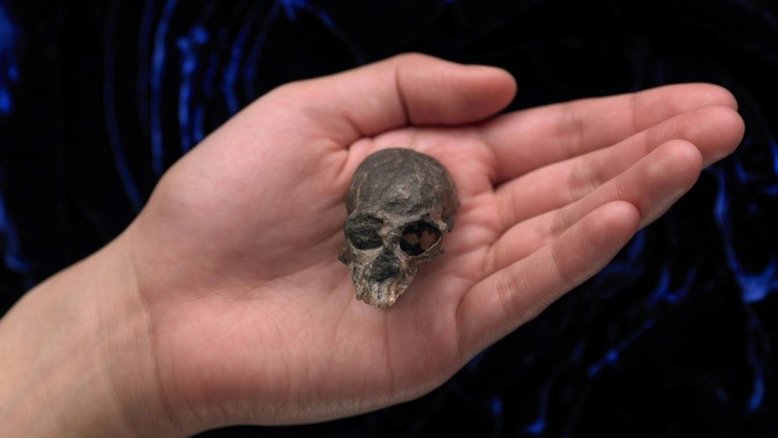 Antigo crânio de macaco revela segredos da evolução cerebral dos primatas