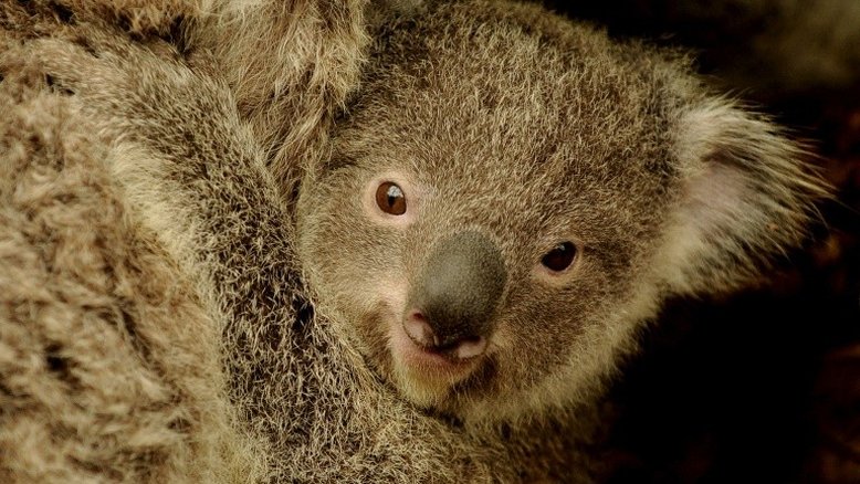 Solução para perda de habitat dos coalas está em seus excrementos