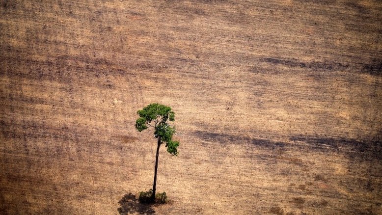 Aumento no número de queimadas está relacionado a alta de desmatamento, aponta estudo
