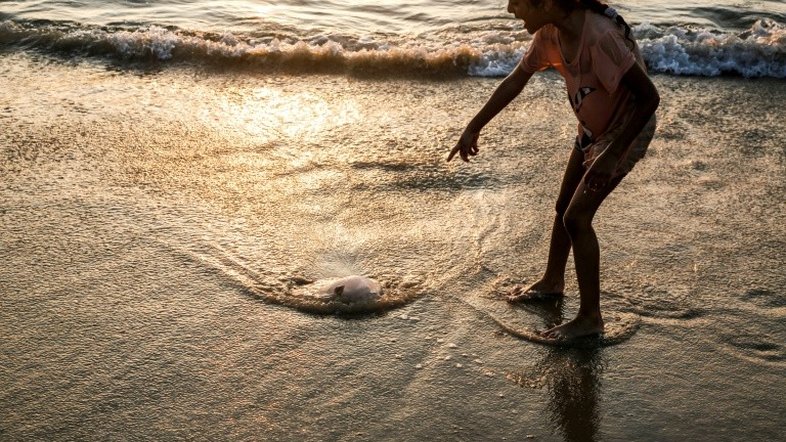 Desestabilização dos oceanos favorece proliferação de águas-vivas