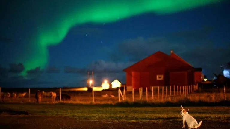 Dezenas de cães são afetados por doença misteriosa na Noruega