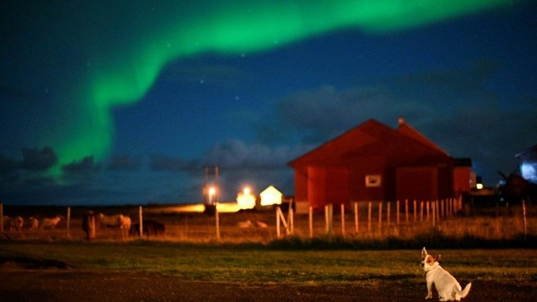 Dezenas de cães são afetados por doença misteriosa na Noruega