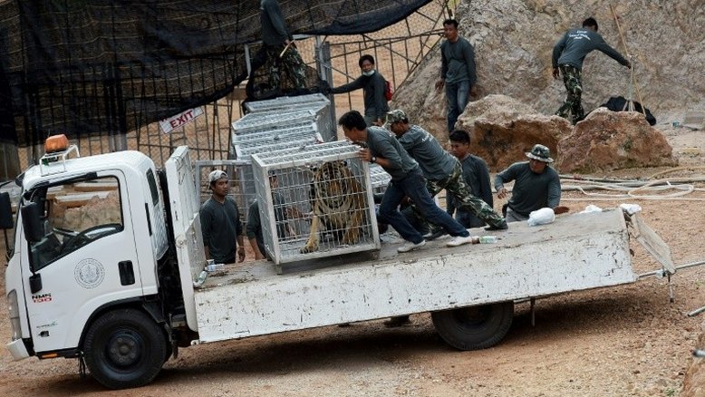 Morrem dezenas de tigres confiscados de templo na Tailândia