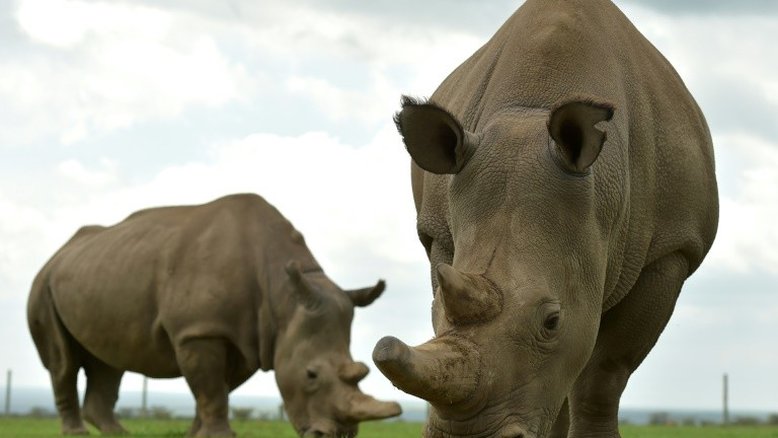 Embriões são criados para salvar rinoceronte branco do Norte da extinção