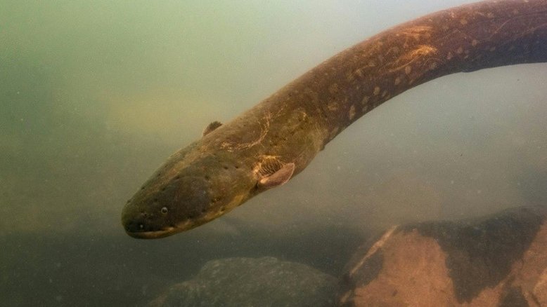 Pesquisa de DNA revela enguias elétricas de alta tensão na bacia amazônica