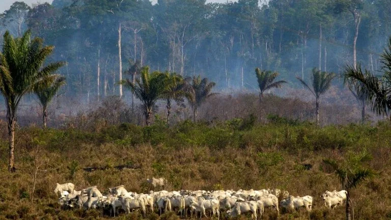 Incêndios na Amazônia aumentam pressão sobre setor do couro