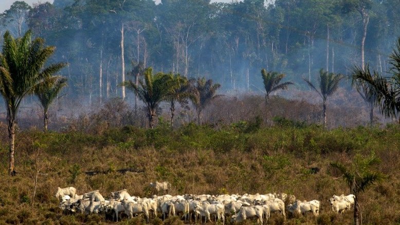 Incêndios na Amazônia aumentam pressão sobre setor do couro