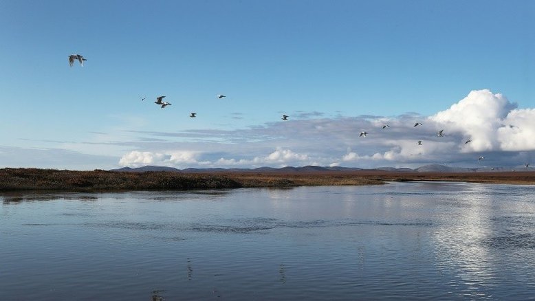 América do Norte perdeu 3 bilhões de aves desde 1970