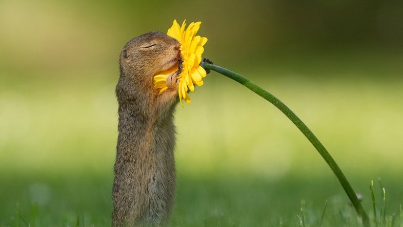 Reprodução/Facebook/Dick van Duijn