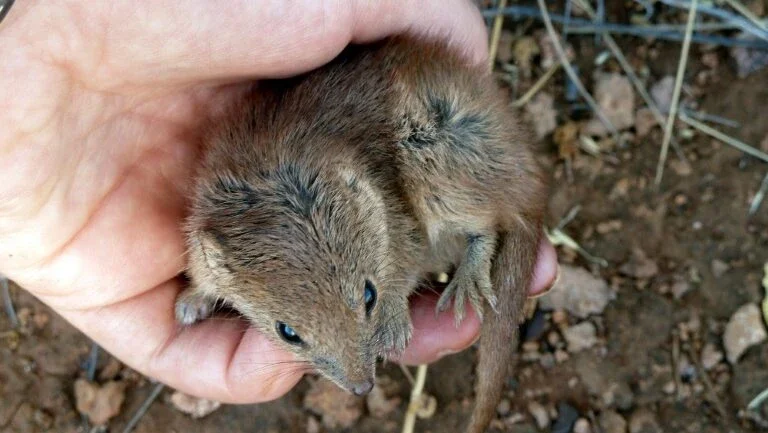 Pequenos marsupiais morrem em massa por 