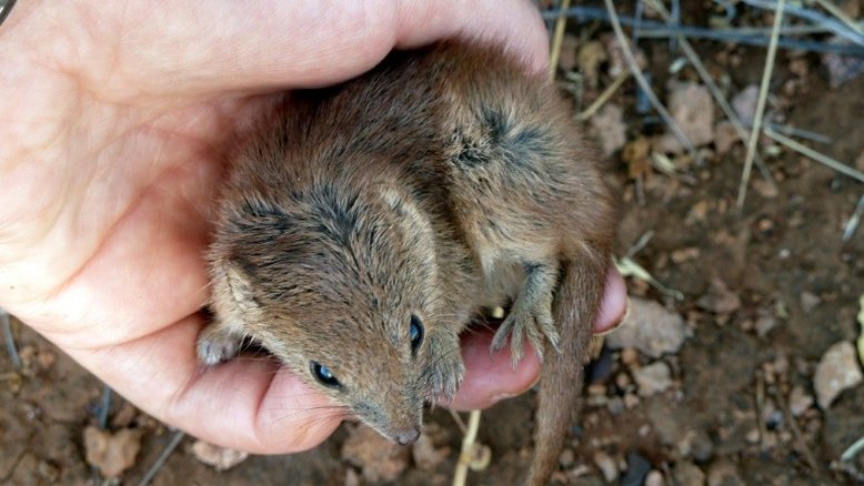 Pequenos marsupiais morrem em massa por 'intenso acasalamento'
