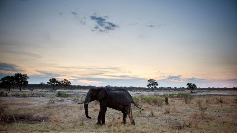 Mais de 50 elefantes morrem pela seca no Zimbábue em um mês