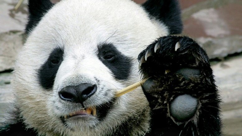 China informa que panda emprestado à Tailândia sofreu ataque cardíaco