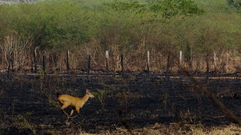 Incêndios 'nunca antes registrados' destroem parte do Pantanal