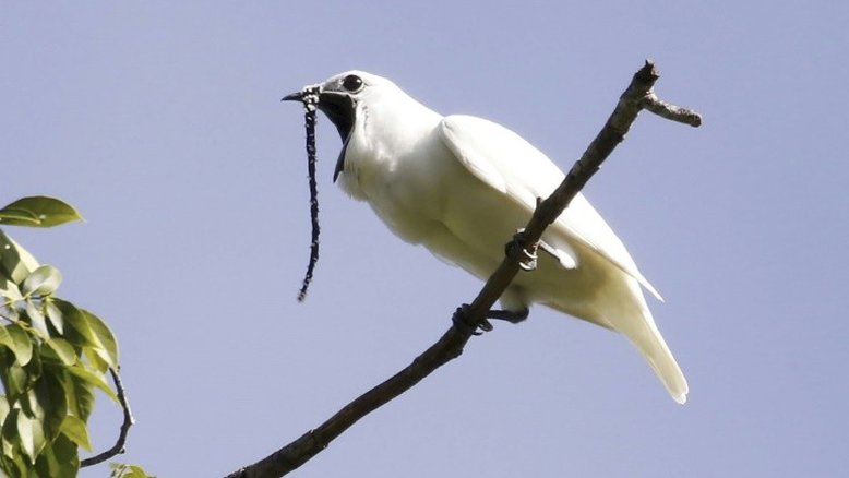 Pássaro mais barulhento do mundo, ave amazônica tenta ganhar amada no grito