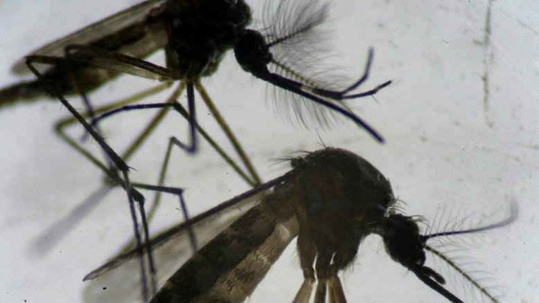 Mosquitos infectados com bactérias têm impacto na luta contra dengue