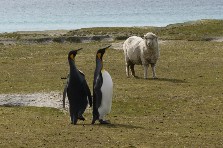 Brexit também gera apreensão nas Ilhas Falklands, no Atlântico sul