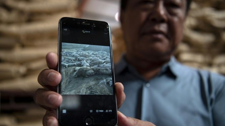 Peste suína leva criadores chineses ao desespero
