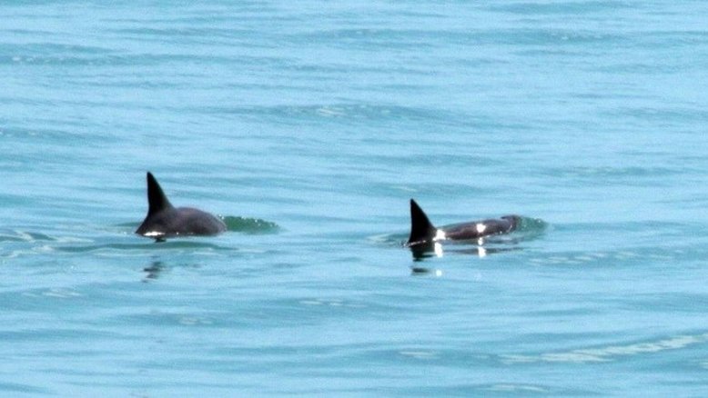 Detectada presença de pesqueiros em área de proteção de vaquita marinha no México