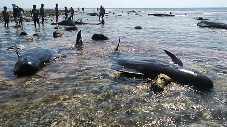 Sete baleias morrem encalhadas em praia na Indonésia