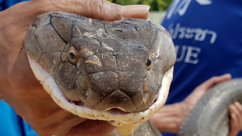 Cobra-rei de 4m capturada em esgoto na Tailândia