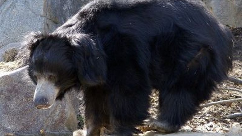 Caçador ilegal comedor de pênis de urso-preguiça é preso na Índia