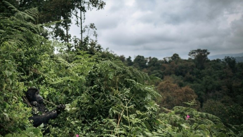 Um terço da flora tropical da África está potencialmente ameaçada de extinção