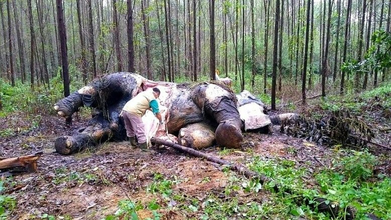 Elefante de Sumatra é encontrado decapitado na Indonésia