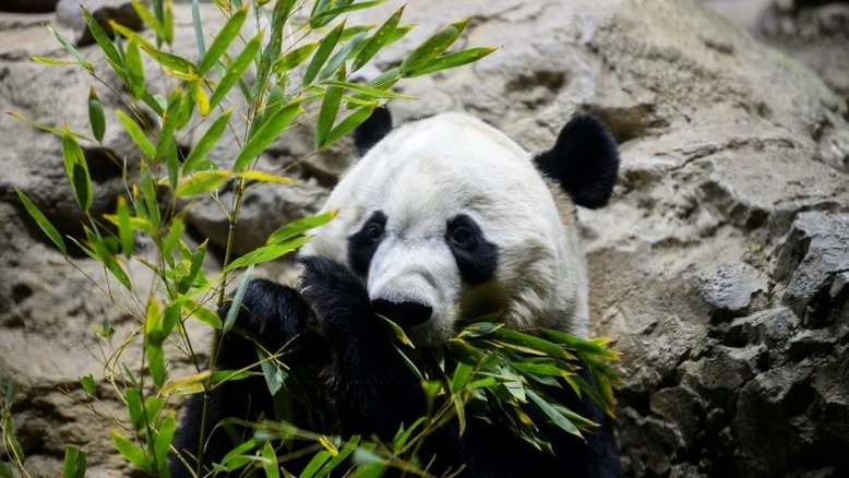 Bye bye, Bei Bei: Washington diz adeus a seu amado panda